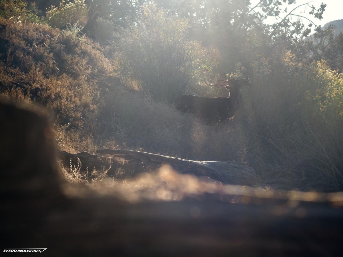 A Deer in Zion's Ethereal Light