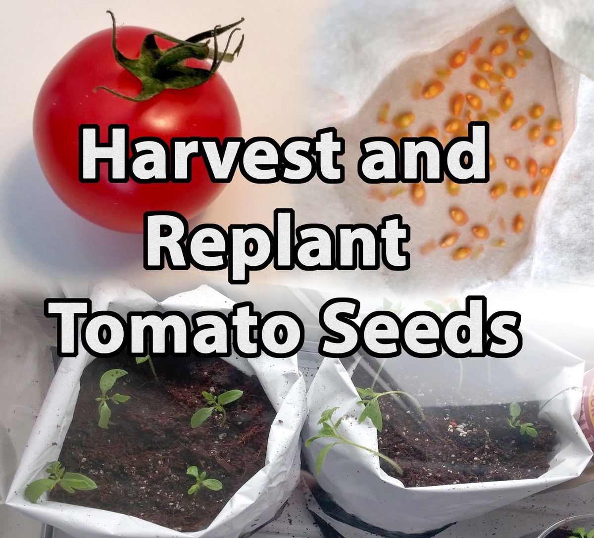 How to Harvest and Replant Tomato Seeds